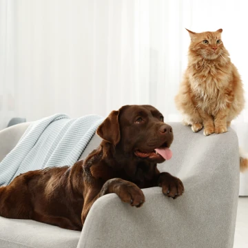 fluffy Friends fluffy friends image